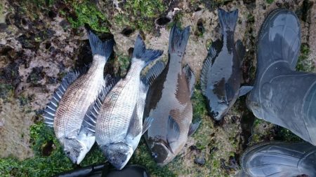 ノッコミメジナ、クロダイ