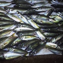 尺アジど～～ん