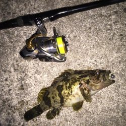 根魚は裏切らない！