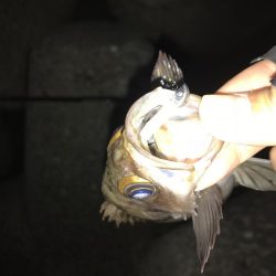 メバリング釣行第4弾