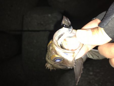 メバリング釣行第4弾