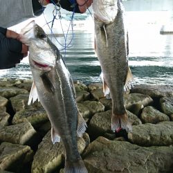 えび撒きシブシブ