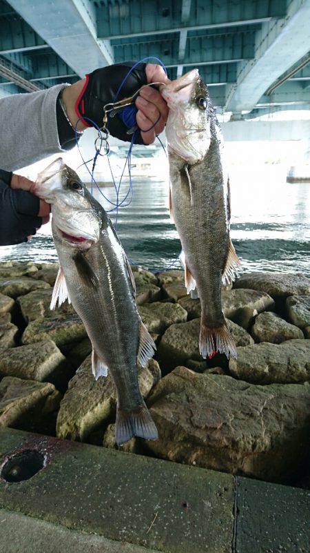 えび撒きシブシブ