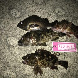 久しぶりにあったかく釣り来ました