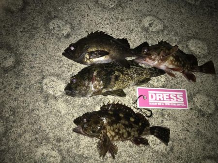 久しぶりにあったかく釣り来ました