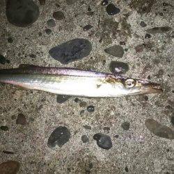 宇和島アジング初日