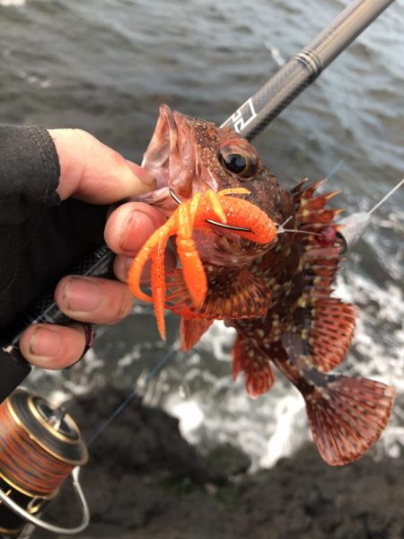 爆風ロックフィッシュ