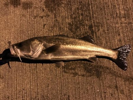 ボーズストップ