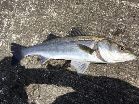 銀ピカシーバス