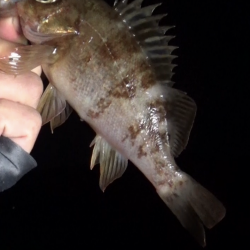 メバガシリングでオーセイ！