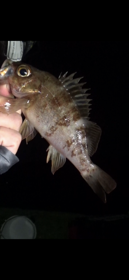 メバガシリングでオーセイ！