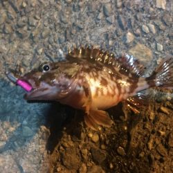 爆風の中ガシラに癒され