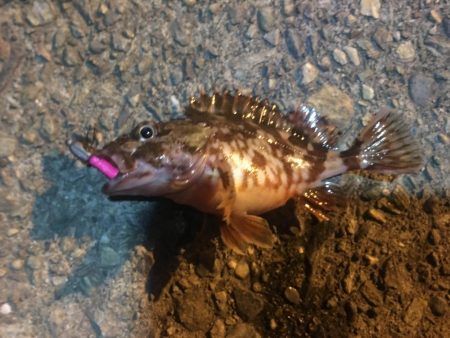 爆風の中ガシラに癒され