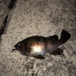 プチ祭メバリング♪