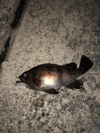 プチ祭メバリング♪