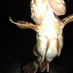 初春のガシラ調査