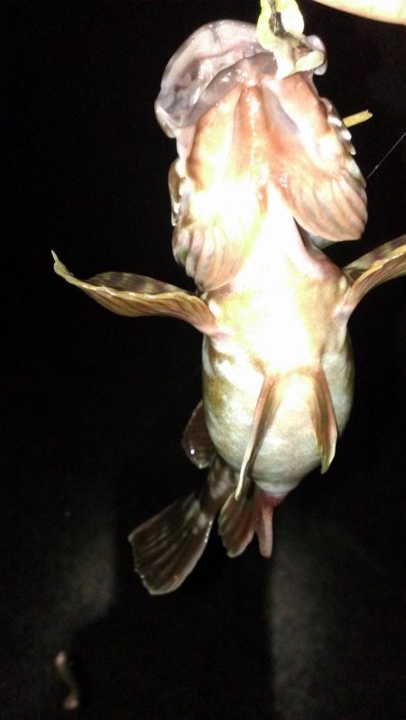 初春のガシラ調査