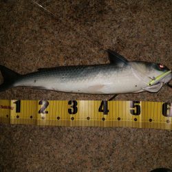 シーバスとボラ