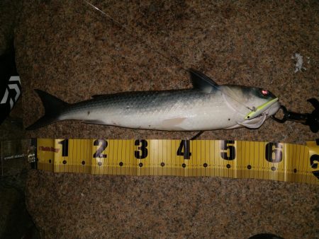 シーバスとボラ