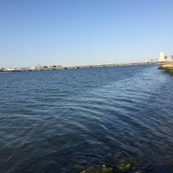 今年初のリバーシーバスゲット！