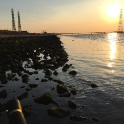 ボラ祭り後にやっとチヌ！