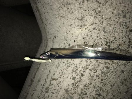 今年は渋い春タチウオ