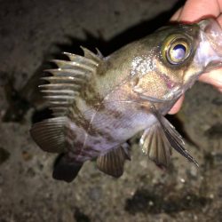 徳島　春のメバリング　メバルの釣果投稿まとめ！