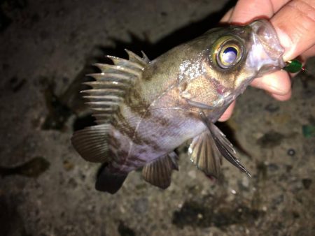 徳島　春のメバリング　メバルの釣果投稿まとめ！