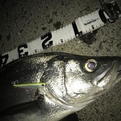 雨の恩恵ヒラ！