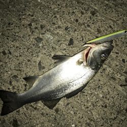 サイズアップセイゴ