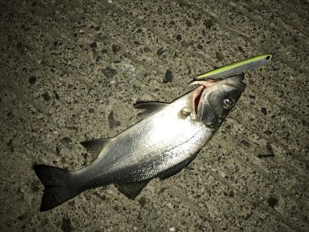 サイズアップセイゴ