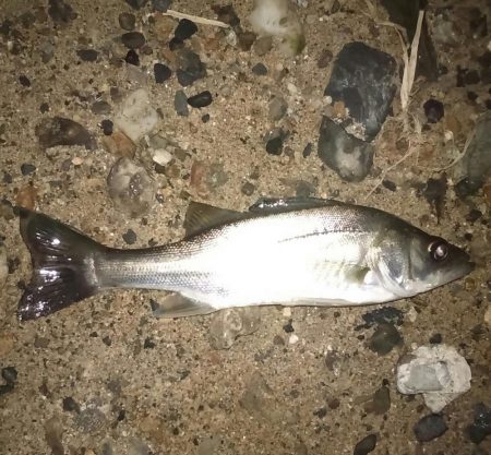 夜勤前にホーム出撃(。・ω・。)ゞ