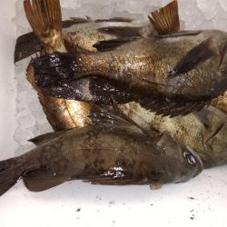 先週のリベンジ