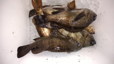 先週のリベンジ