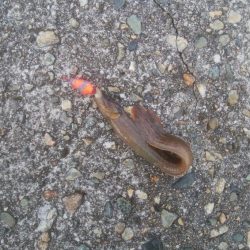 ギンポちゃんです