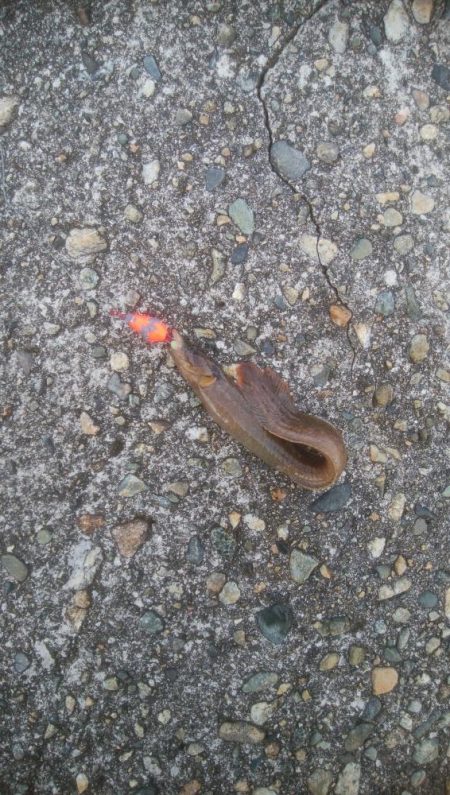 ギンポちゃんです