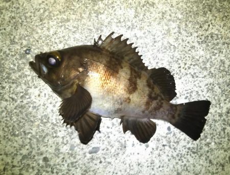 ガタイのいいメバル