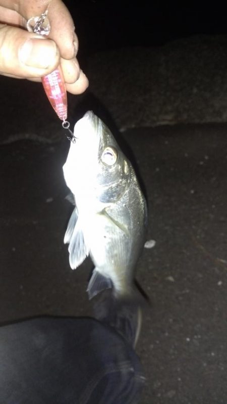 メバリング→プラグチーバス