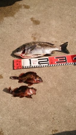 ナイト根魚デイ黒鯛