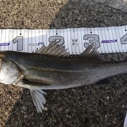 ハネ釣り連敗脱出