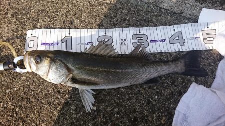 ハネ釣り連敗脱出