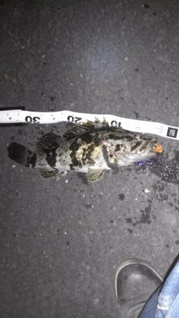 シーバス偵察からのチニング