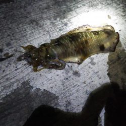 イカ釣り