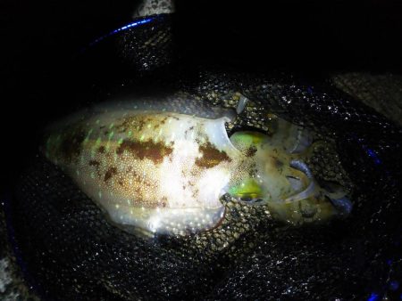 イカ釣り2