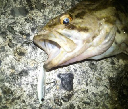 久しぶりにマシなサイズ