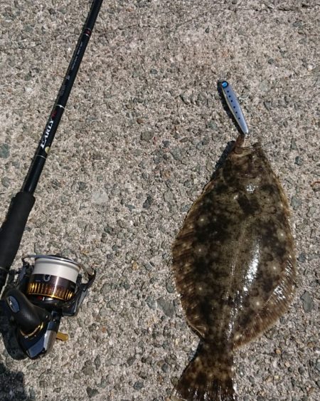 フラットフィッシュ