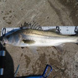 久しぶりの湾奧シーバスをゲット!