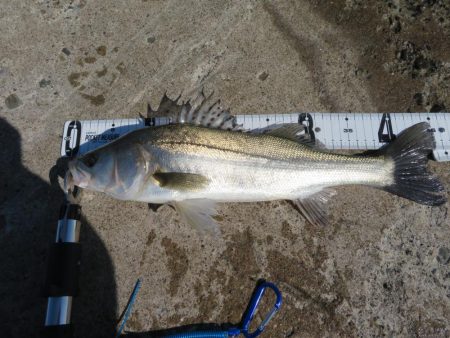 久しぶりの湾奧シーバスをゲット!