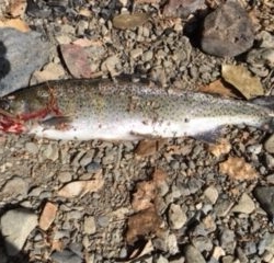 そこそこ釣れました