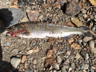 そこそこ釣れました